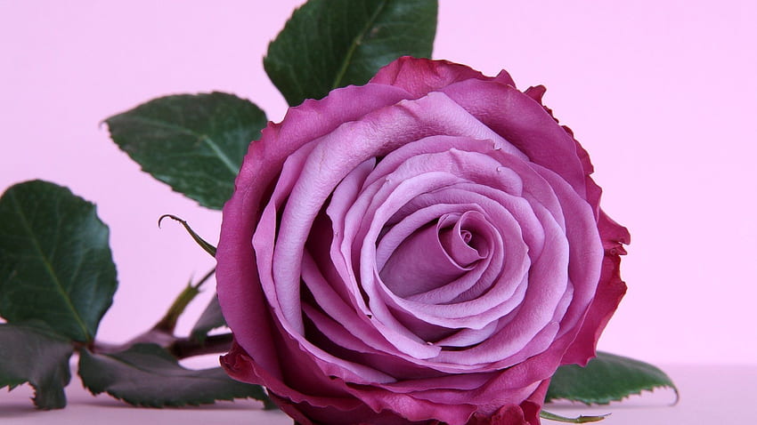 ラベンダー ローズ背景高精細高品質 []、モバイル & タブレット用。 紫色のバラの背景を探る。 of Purple Roses 美しい紫のバラ 高画質の壁紙