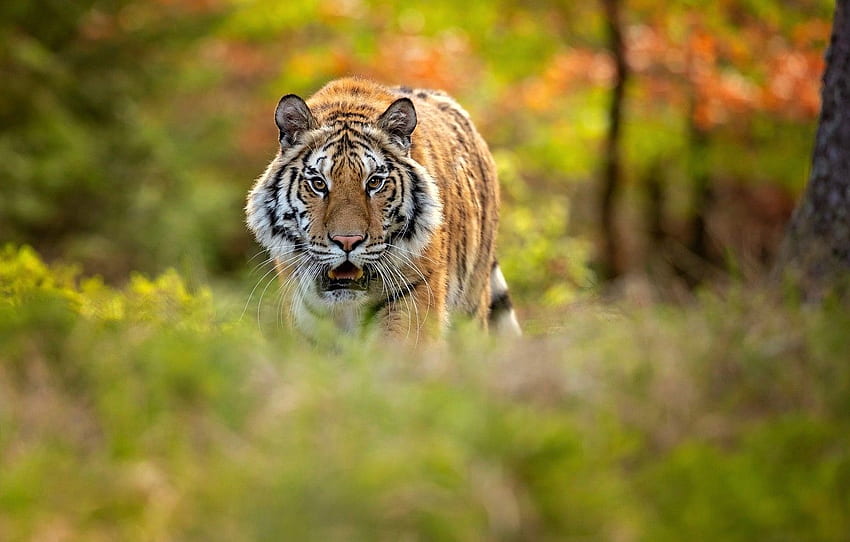 forest, tiger, bokeh, Siberian tiger for , section кошки HD wallpaper