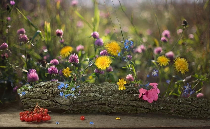 Flowers, Dandelions, Blur, Smooth, Berry, Clover, Log, Forget-Me-Nots HD wallpaper