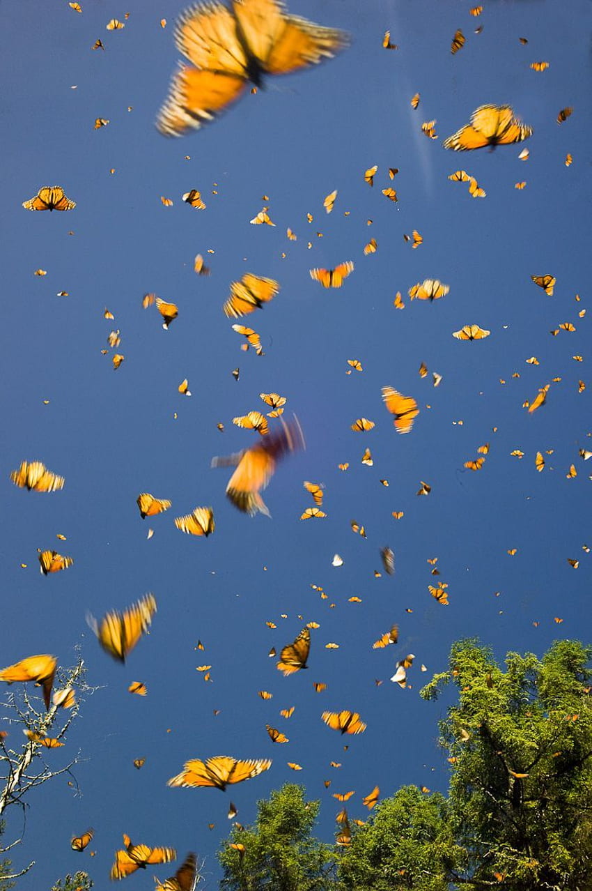 Monarchfalter, lass einen freundlichen Garten wachsen. Ästhetik, Vogelästhetik HD-Handy-Hintergrundbild
