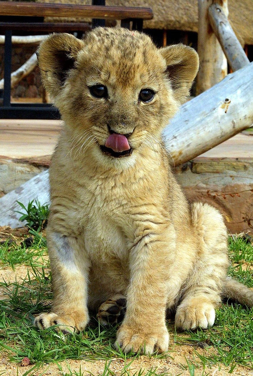 Bebê leão, lindos filhotes de leão Papel de parede de celular HD
