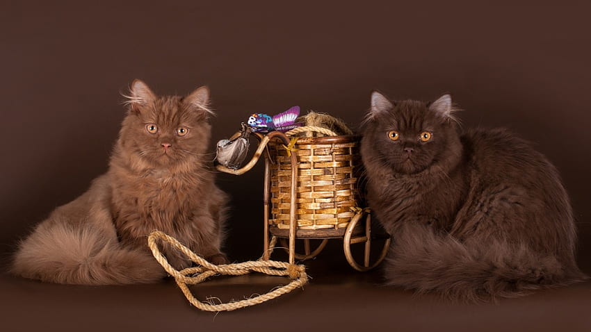 Brown Cats, basket, cats, brown, animals HD wallpaper