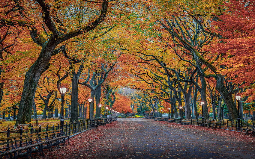 ノートパソコン、タブレット、携帯電話、テレビ用の自然のハーブスト公園ニューヨーク市アメリカウルトラの秋の色 高画質の壁紙