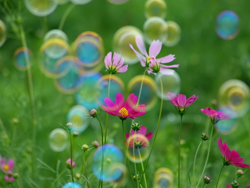 Delicate flowers in field, colorful, delight, colors, meadow, beautiful, grass, nice, delicate, pretty, field, green, nature, flowers, bubbles, lovely HD wallpaper