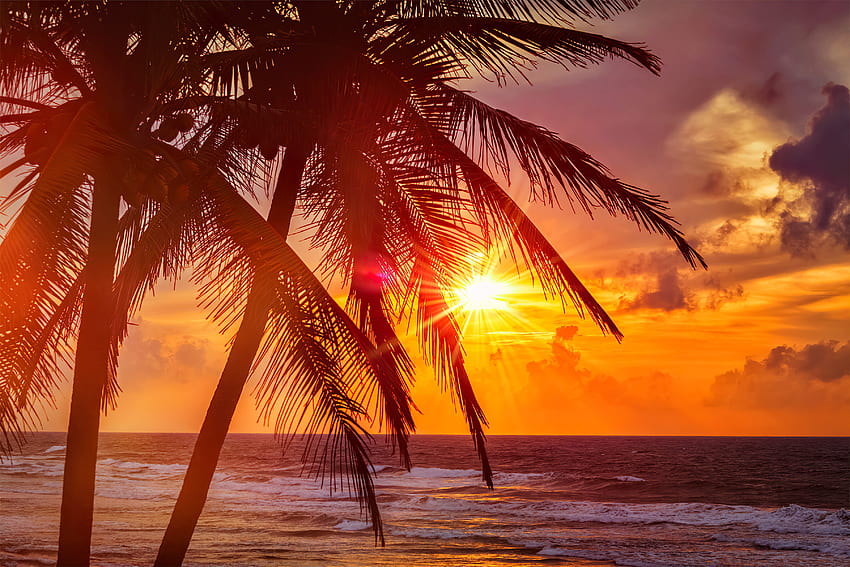 Tropical sunset scene, exotic, paradise, beautiful, vacation, beach, fiery, summer, rest, scenery, sun, sunset, rays, glow, ocean, sea, palms, tropics, orange, sky HD wallpaper