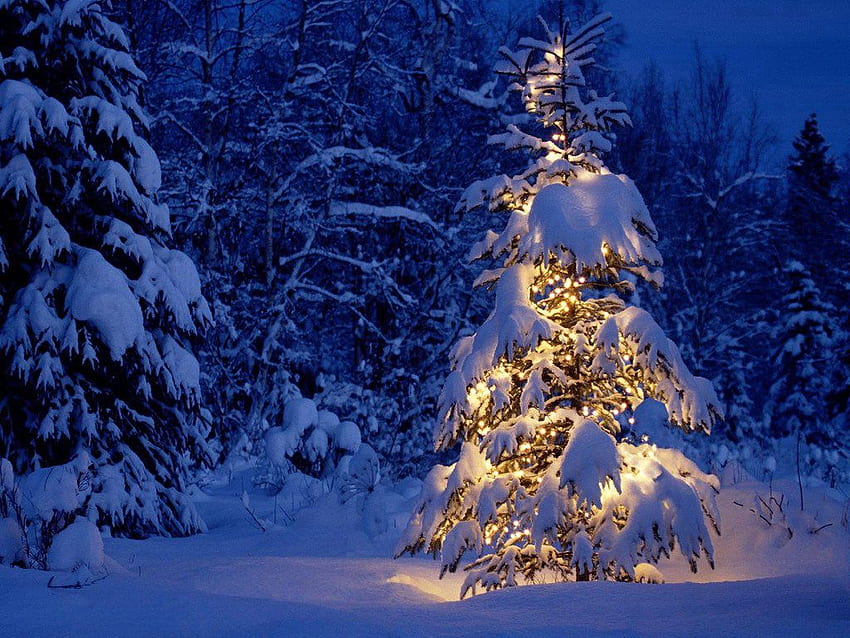 Snow Covered Magical Christmas Tree - Lavender and Lovage HD wallpaper