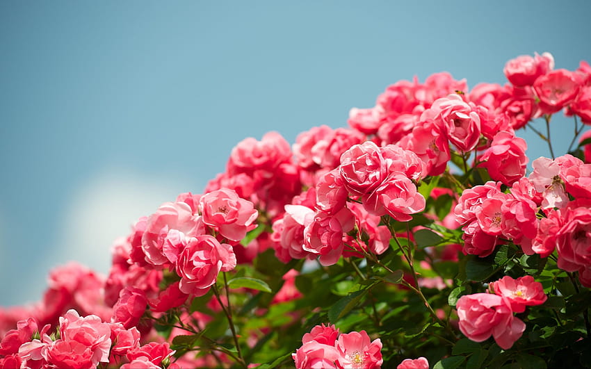 roses, shrub, sky, sharpness, Ultra Rose HD wallpaper