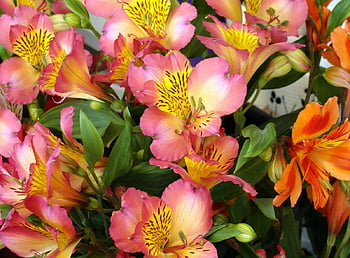 Alstroemeria HD wallpapers | Pxfuel