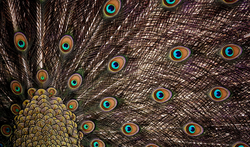 Peacock, feathers, dance, plumage HD wallpaper