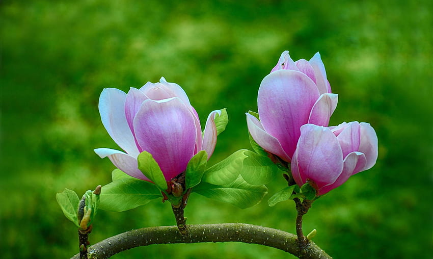 Primavera, linda, linda, rosa, flor, verde, natureza, flores, adorável papel de parede HD