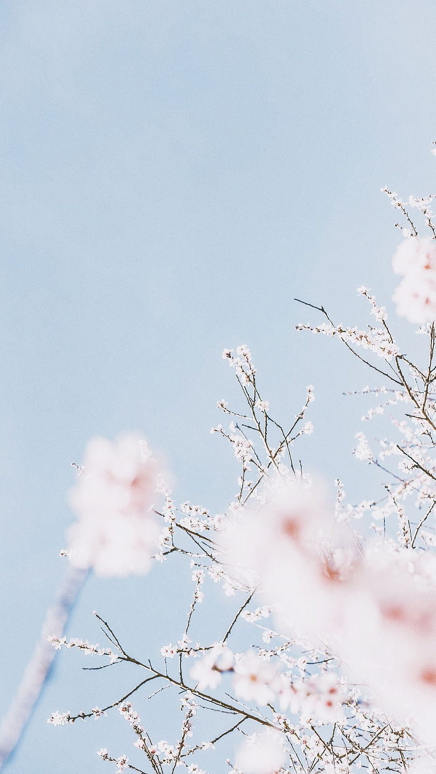 Sakura pink flowers in spring Stock Photo by ©jakkapan 131498250