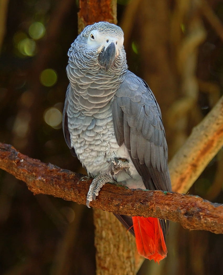 ristet brød Ærlig konsulent African Grey Parrot Red Factor And White Tail Mutations, Including,  Psittacus Erithacus HD phone wallpaper | Pxfuel