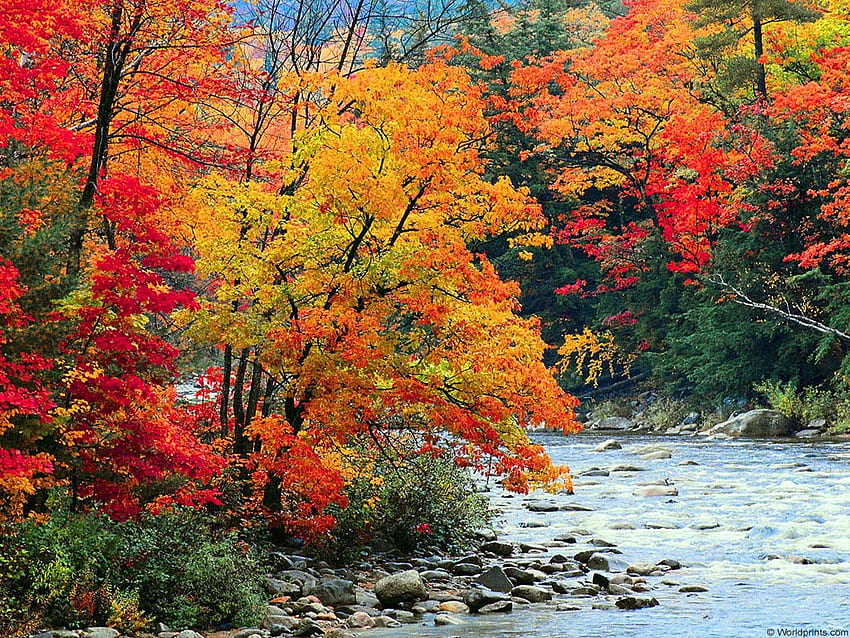 Fall season starts today [] for your , Mobile & Tablet. Explore Season for My . Fall Season , Seasonal For , Season for Computer, Autumn Creek HD wallpaper