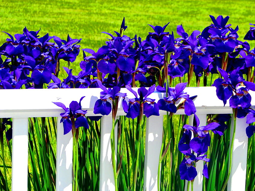 Climbers, purple, green, fence, flowers, grass, spring HD wallpaper