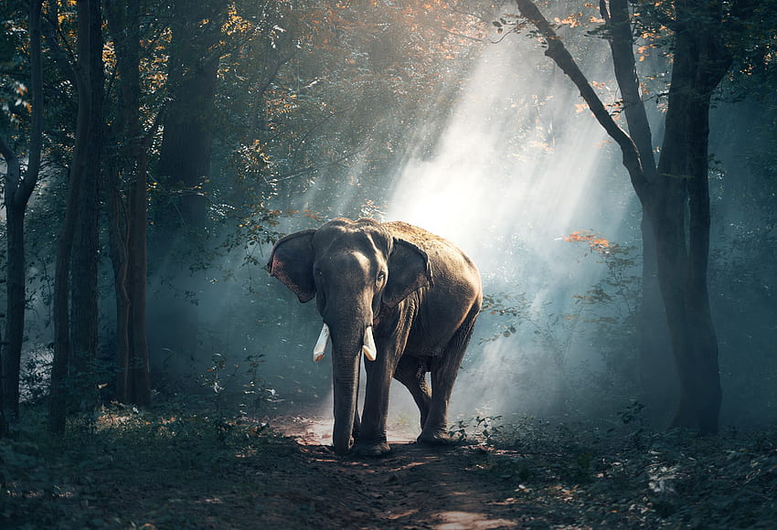 Animales, árboles, bosque, sombra, luz solar, elefante fondo de pantalla