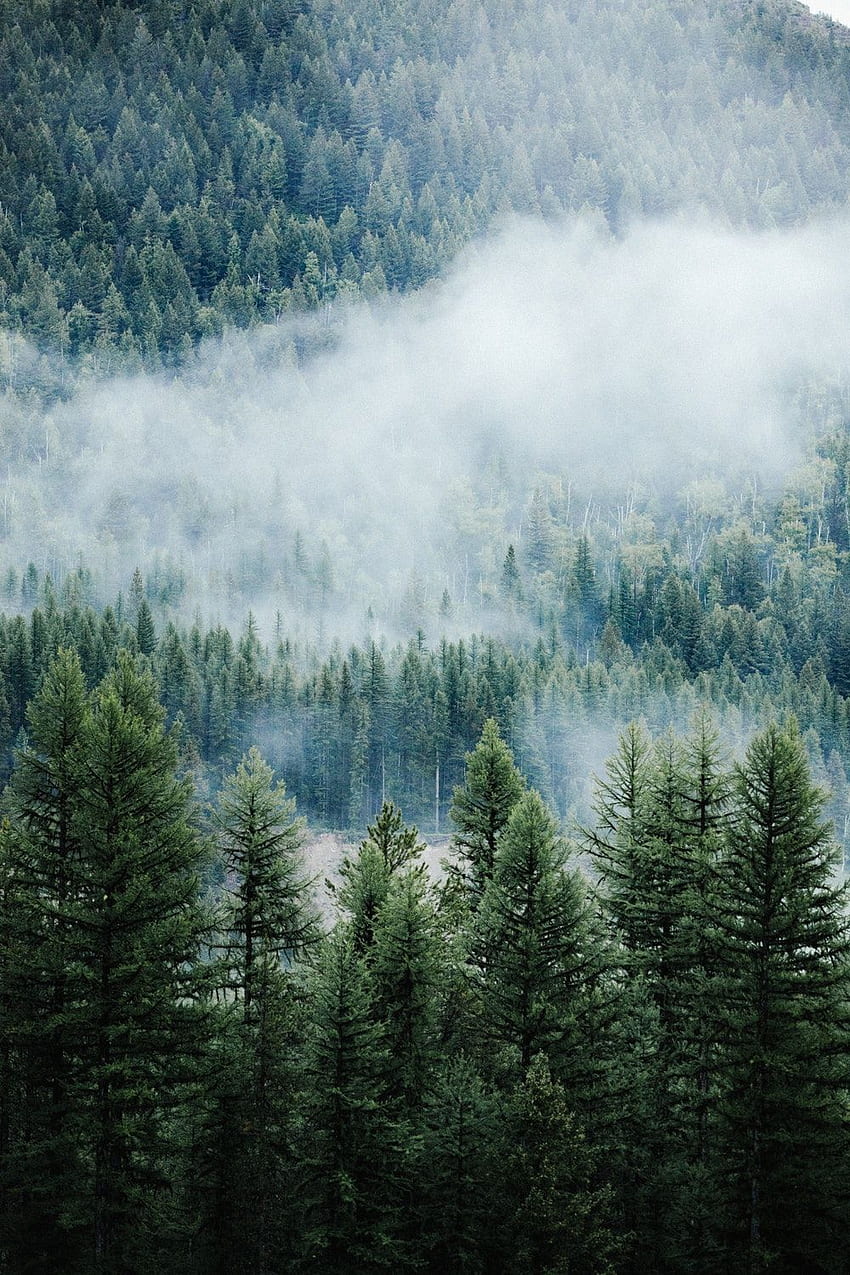 Foresta nebbiosa, foresta nebbiosa oscura Sfondo del telefono HD
