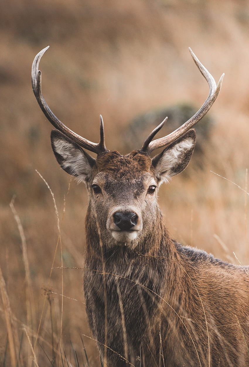 Animals, Grass, Sight, Opinion, Deer, Horns HD phone wallpaper