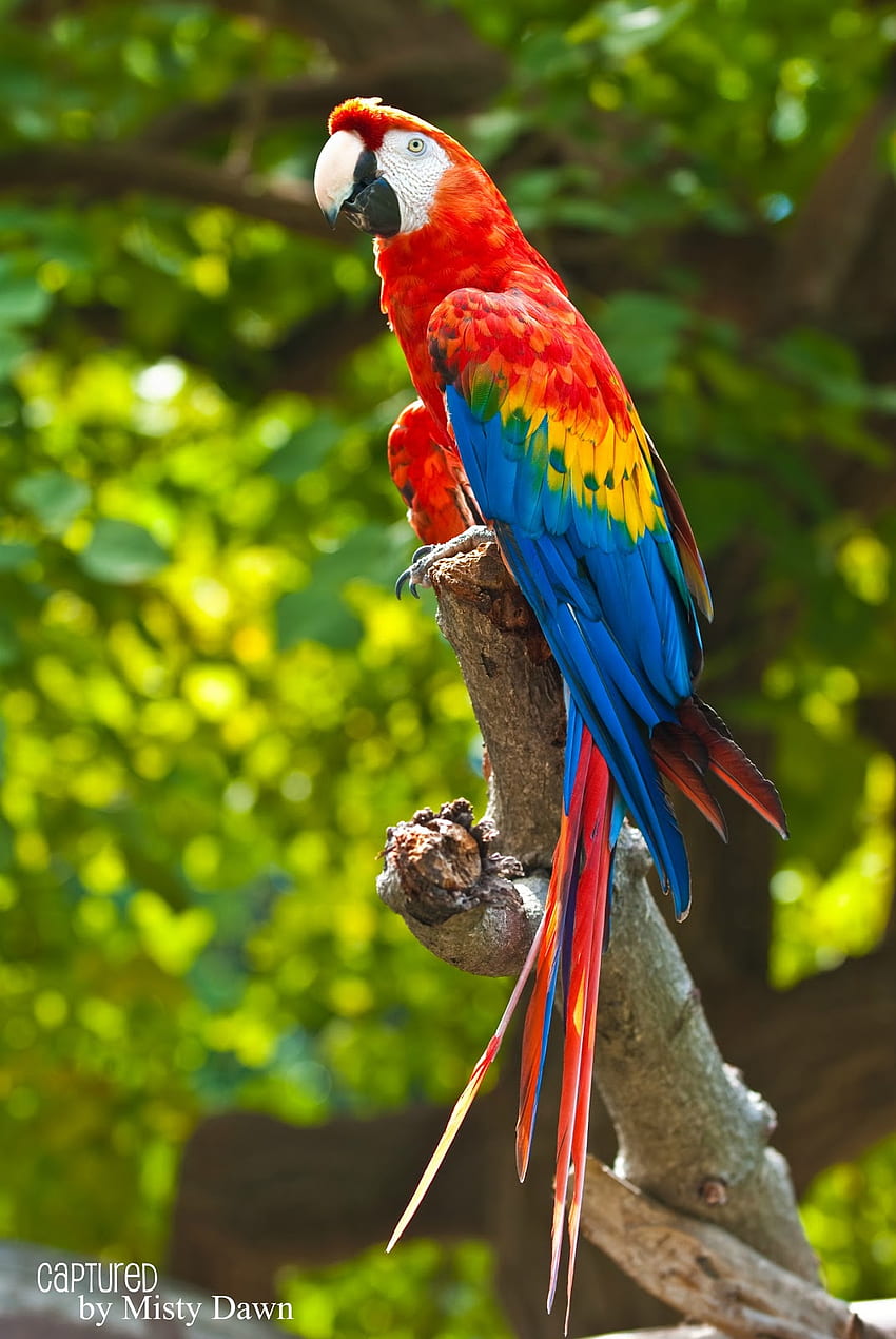 Wall profile of a scarlet macaw HD phone wallpaper