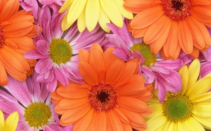 Colorful Daisies Flowers, Daisy Flower HD wallpaper
