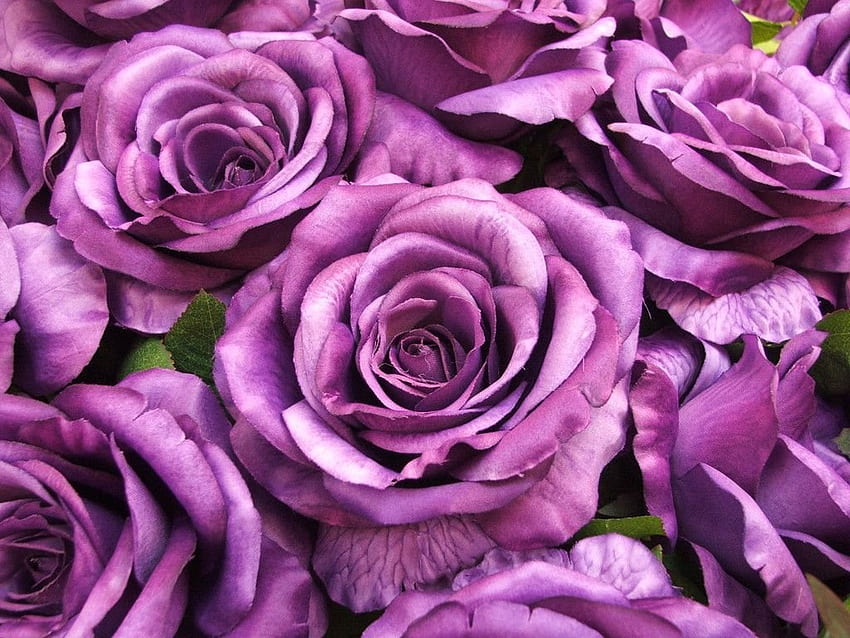 Purpurowe róże, miękkość, fiolet, róże, płatki, kwiaty, piękno Tapeta HD