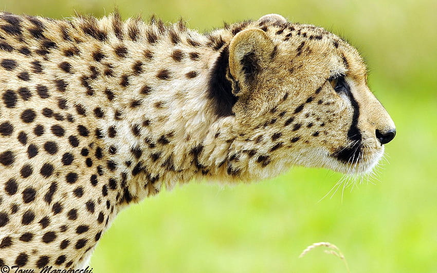 Animals, Cheetah, Muzzle, Spotted, Spotty, Predator, Big Cat HD wallpaper