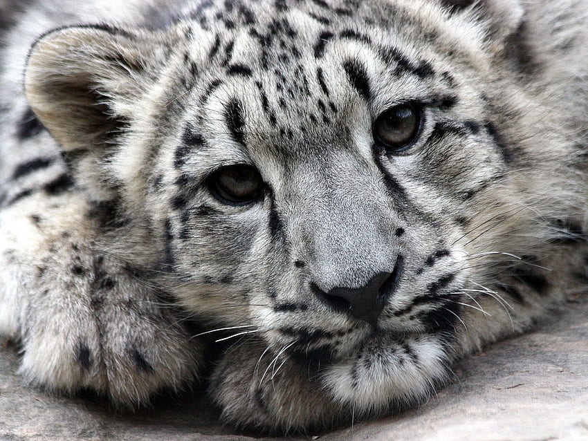 Animais, Snow Leopard, Focinho, Predador papel de parede HD