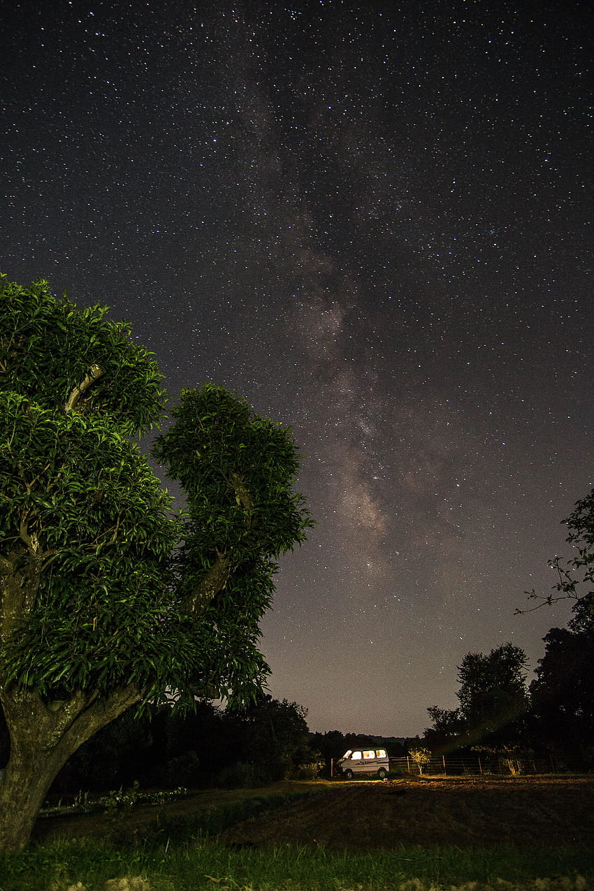 Природа, дървета, звезди, нощ, гора, звездно небе HD тапет за телефон