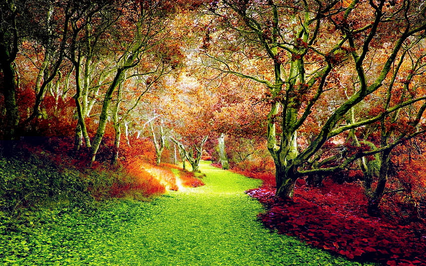 가을 숲길, 가을, 자연, 숲, 길 HD 월페이퍼