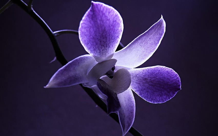 Dendrobium Orchid Wallapers High Quality HD wallpaper