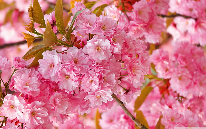 Черешови цветове, японски, цветове, розово, череша, сакура, природа, цветя, цъфти HD тапет