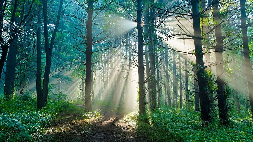 ป่าทางเหนือของแคนาดาเป็นชุมชนสังคมที่เจริญรุ่งเรืองของต้นไม้ที่ทำงานร่วมกัน - ธรรมชาติของสรรพสิ่ง: วิทยาศาสตร์ สัตว์ป่า และเทคโนโลยี ในปี 2020 ทิวทัศน์ ธรรมชาติ ป่าหมอก วอลล์เปเปอร์ HD