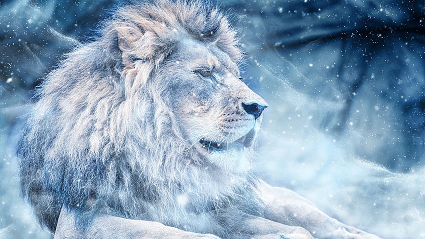 lion, snow, big cat, king of beasts full , tv, f, background HD wallpaper