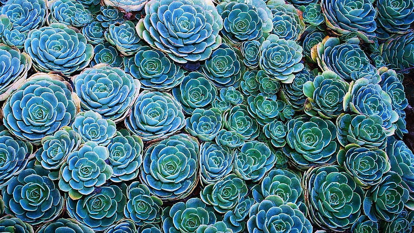 Succulent Garden HD wallpaper