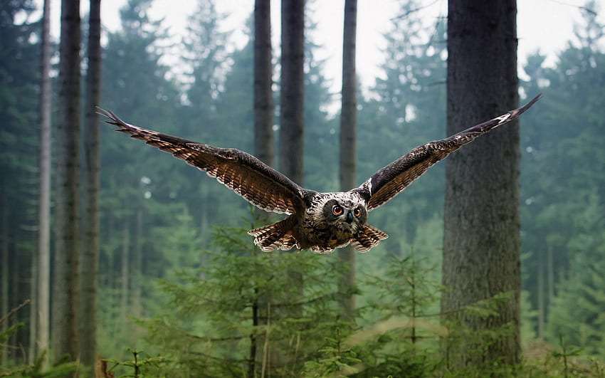 Animals, Trees, Owl, Bird, Forest, Predator, Flight HD wallpaper