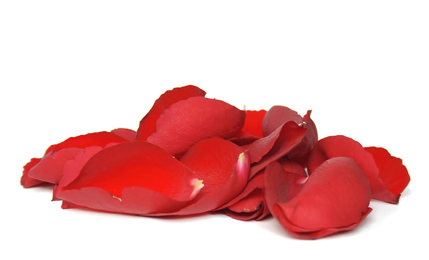 kelopak mawar merah, mawar, romantis, kelopak, merah Wallpaper HD