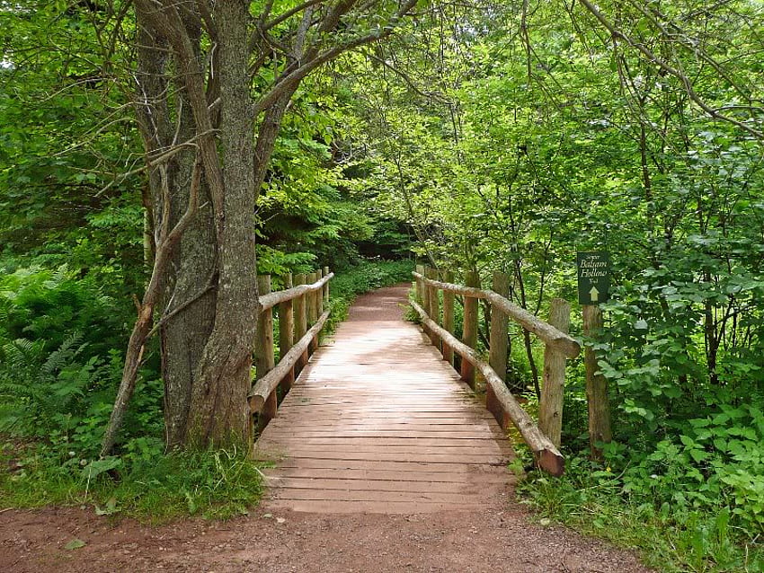 Anne of Green Gables Walk, bridge, trees, wood, walk HD wallpaper