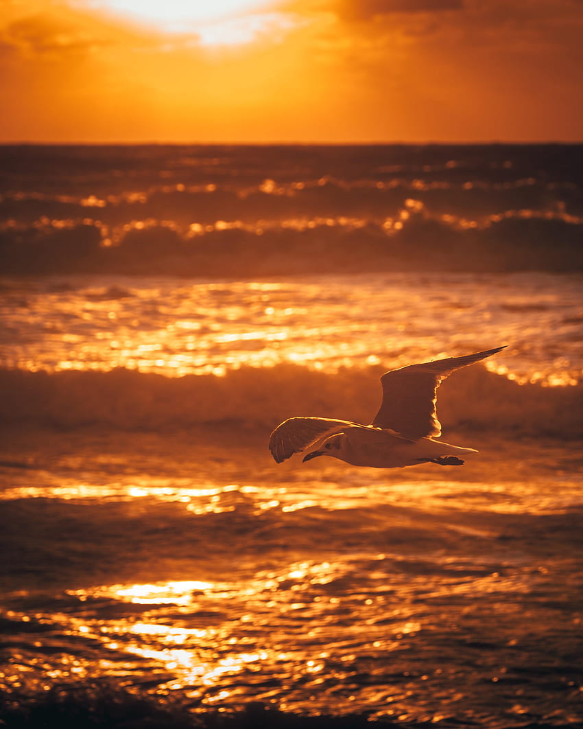 Animals, Water, Sunset, Sea, Bird, Gull, Seagull HD phone wallpaper