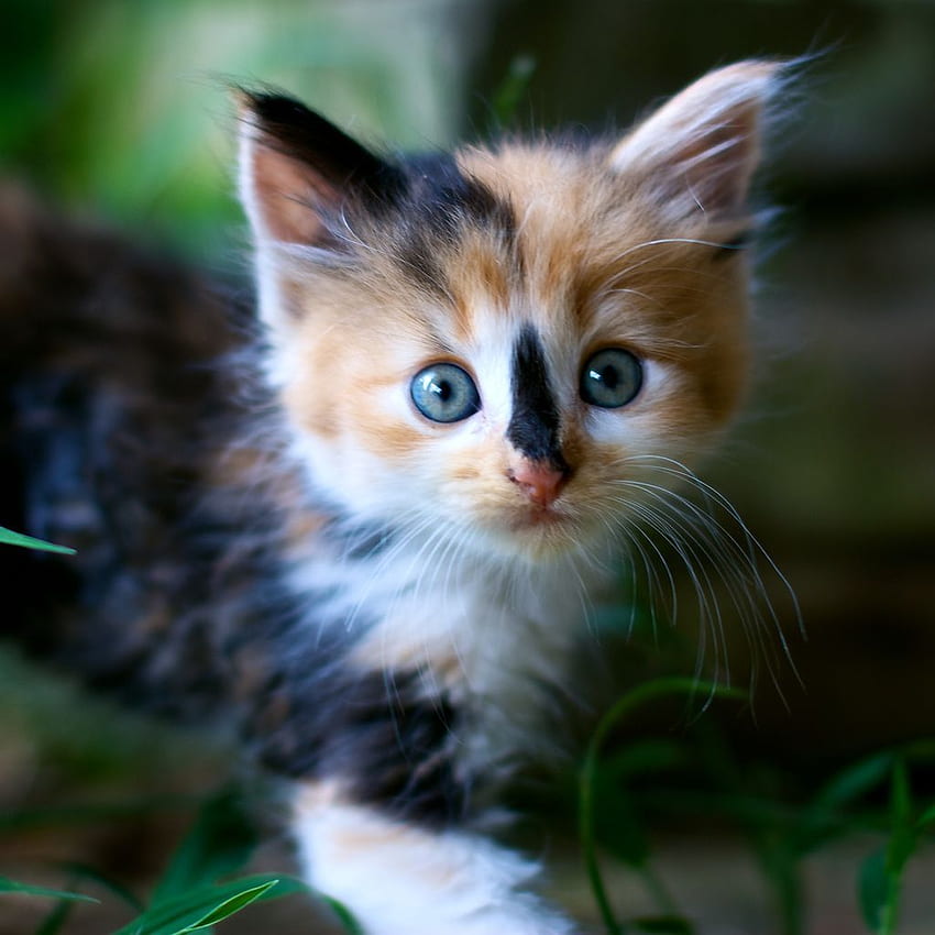 Calico kittens HD wallpapers | Pxfuel