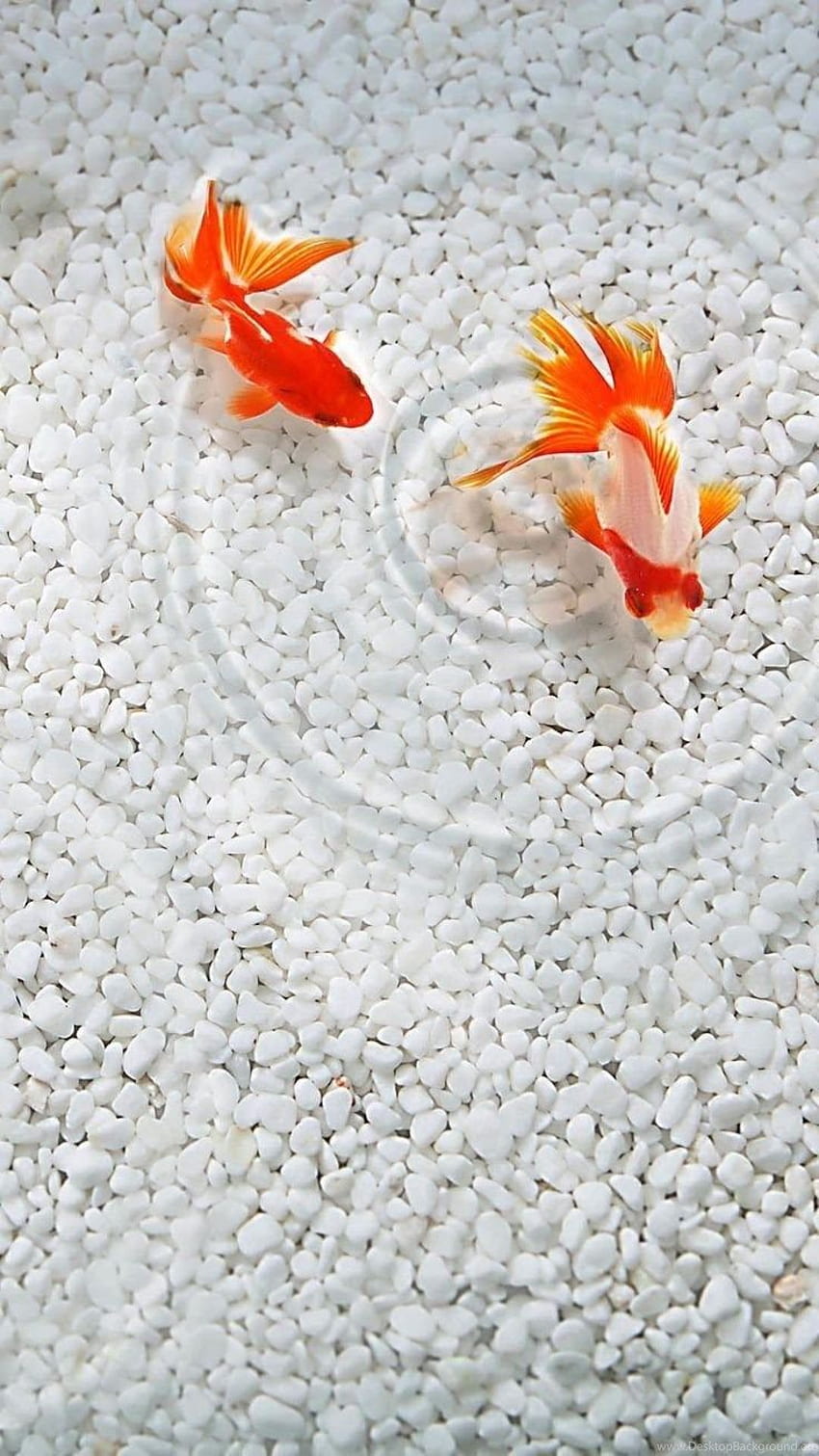 Koi Free Live Wallpaper for Android - Download | Cafe Bazaar