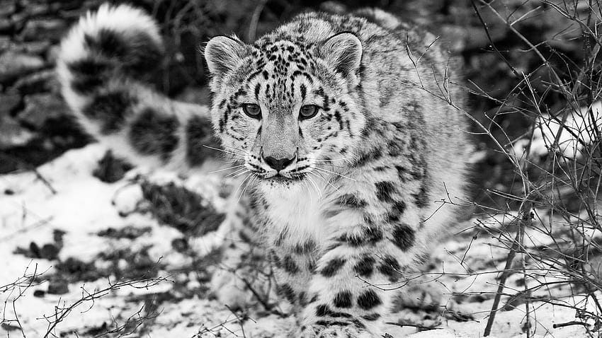 Снежен леопард, леопард, черно и бяло, сняг, котка, природа, лов HD тапет