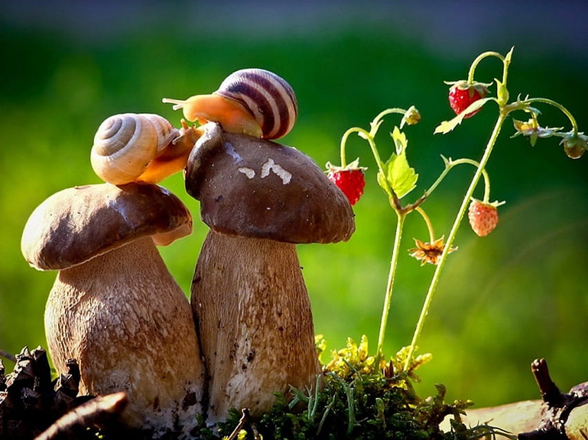 ❤, green, cute, nature, mushroom, snail HD wallpaper