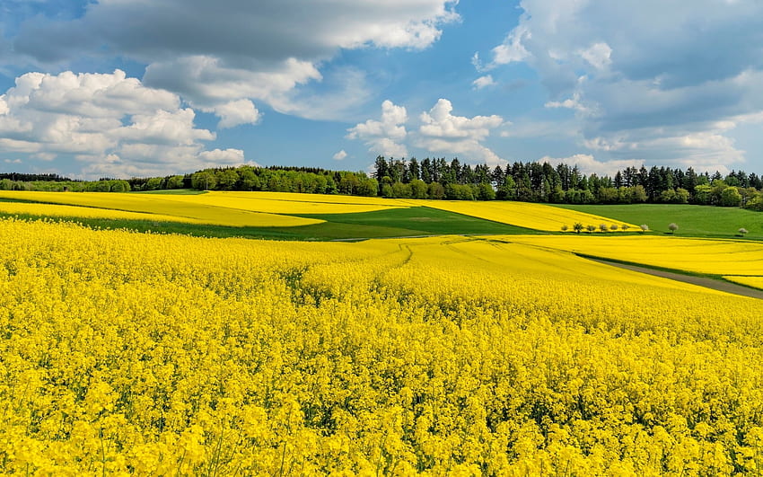 Ladang rapeseed, awan, ladang, rapeseed, kuning Wallpaper HD