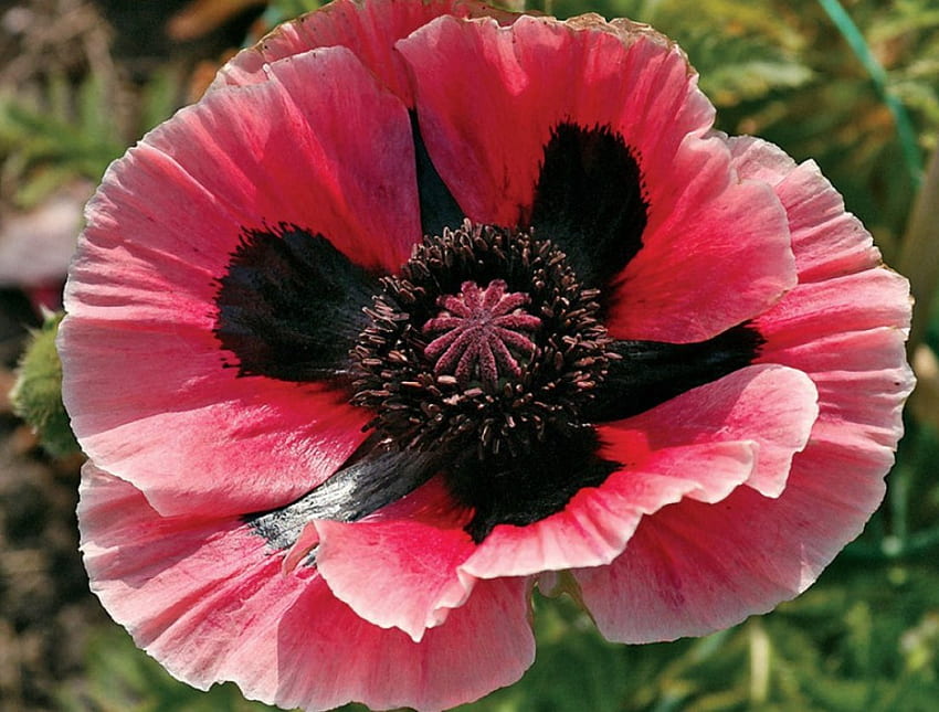 Orientalische Mohnblume, rosa, hübsch, Mohn, Blume HD-Hintergrundbild