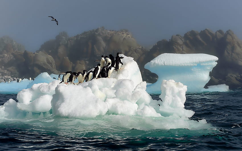 Zwierzęta, ptaki, woda, pingwiny, śnieg, odbijanie, skakanie, Antarktyda Tapeta HD