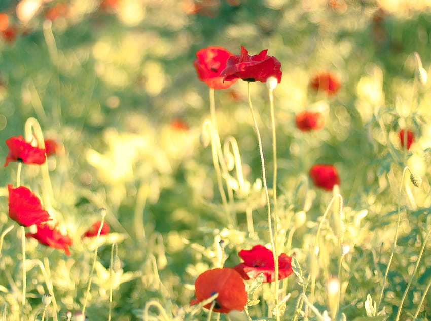 Flowers, Poppies, Summer, Blur, Smooth, Field HD wallpaper