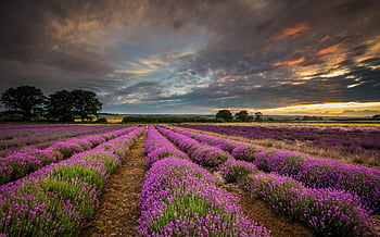 Page 5 | fields of purple flowers HD wallpapers | Pxfuel