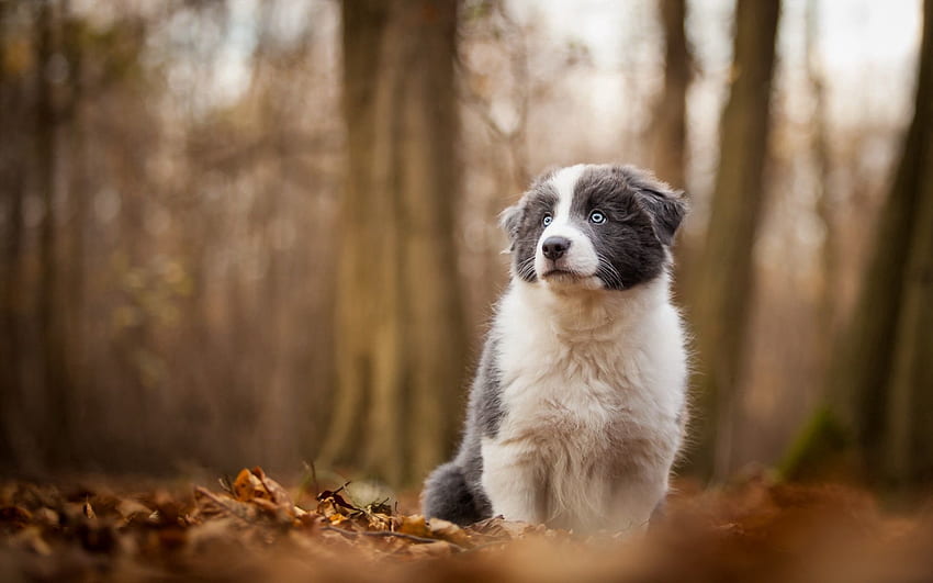 Tiere, Bäume, Herbst, Hund, Unschärfe, glatt HD-Hintergrundbild