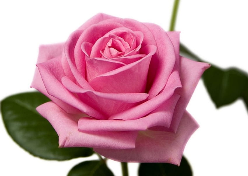 Pink Rose, rose, pink, leaves, petals, flower HD wallpaper
