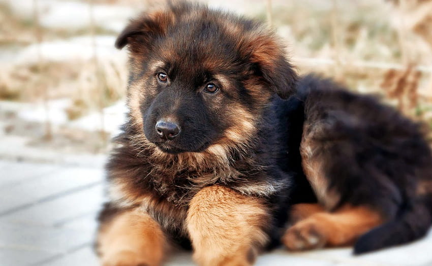 German Shepherd, pup, watcog, resting, snow, young HD wallpaper | Pxfuel