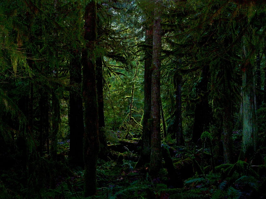 ป่าดงดิบอเมซอน ความมืด - - - เคล็ดลับ, ป่าฝนที่มืดมิด วอลล์เปเปอร์ HD
